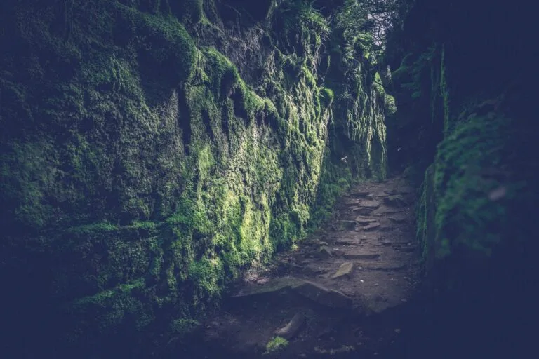 Camino de madera entre rocas cubiertas de musgo en un bosque